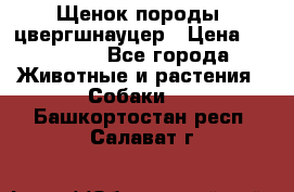 Щенок породы  цвергшнауцер › Цена ­ 30 000 - Все города Животные и растения » Собаки   . Башкортостан респ.,Салават г.